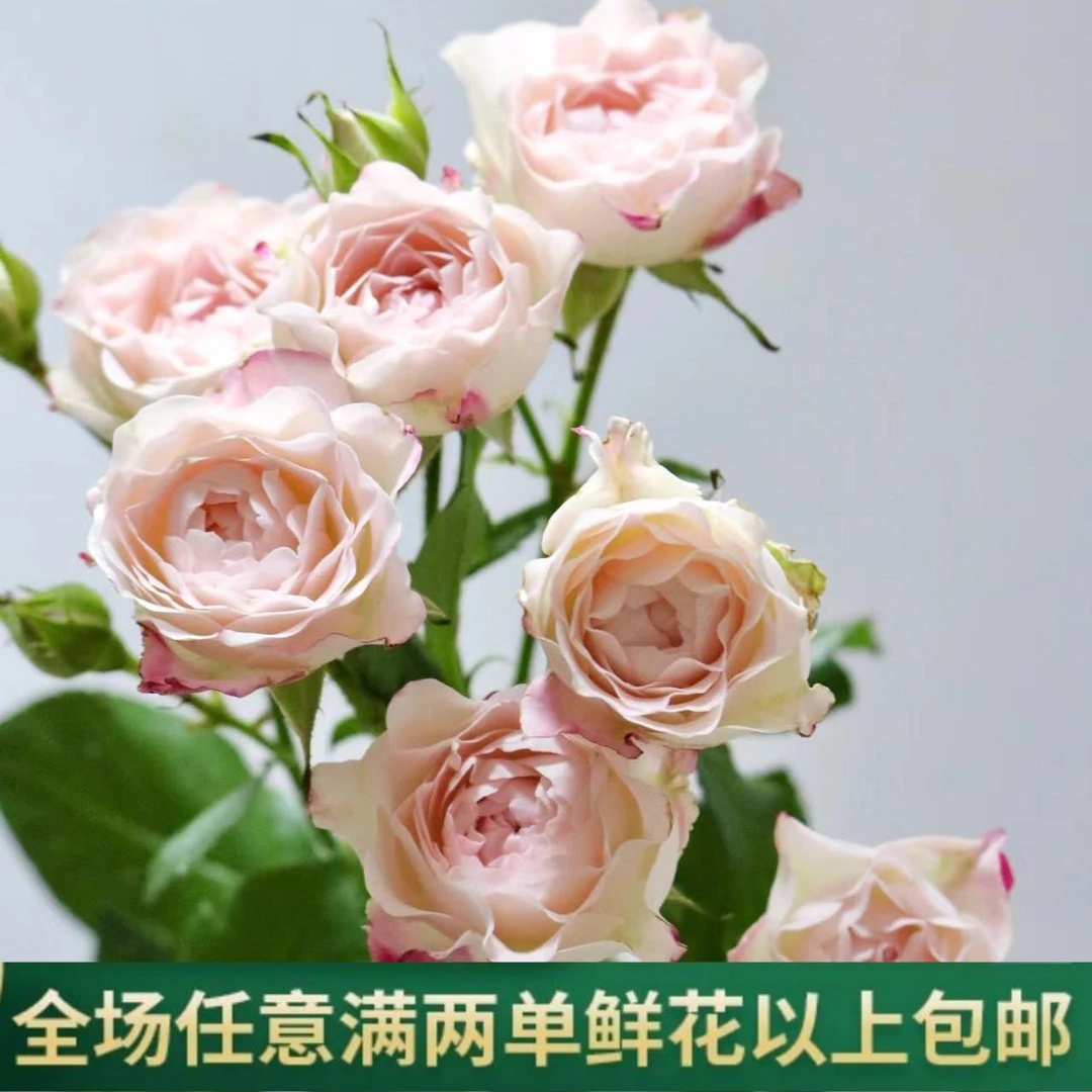 【极采花卉】玫瑰鲜花云南老婆闺蜜家用插花(鲜花满两单以上包邮)