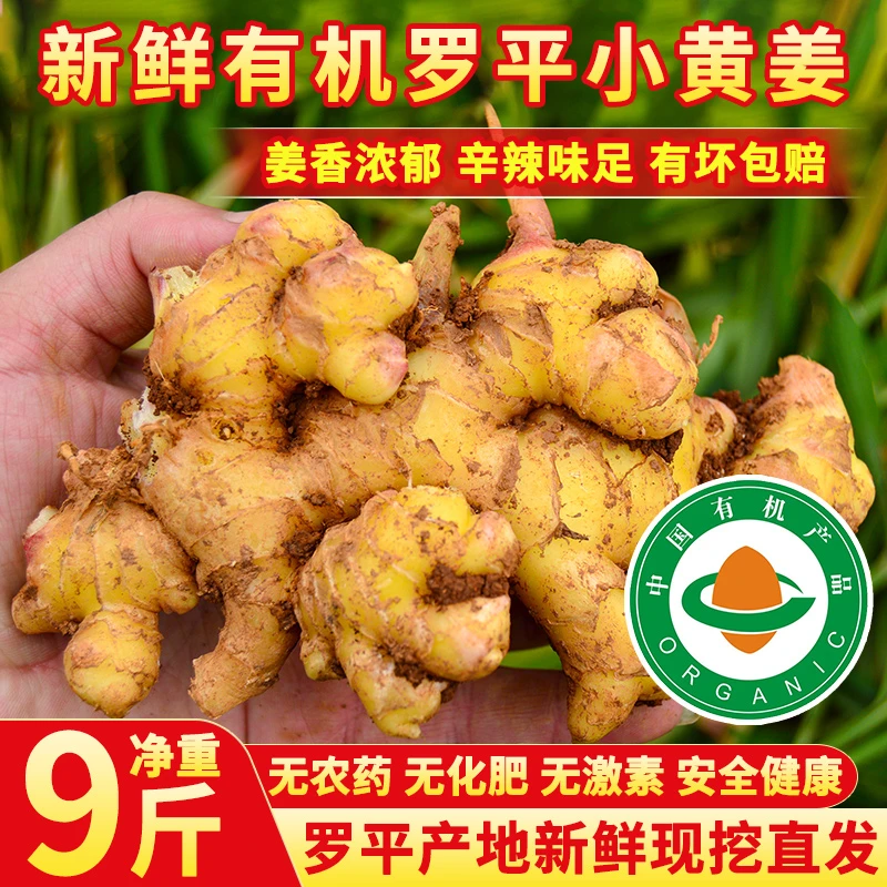 【三伏天】云南罗平有机小黄姜生姜老姜月子姜农家云南正宗小黄姜