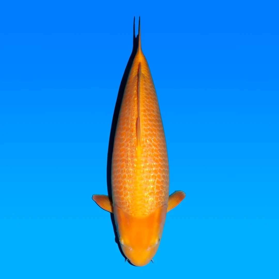 日本原装进口黄猿79cm锦鲤大日养鲤场黄猴子锦鲤雌性保证