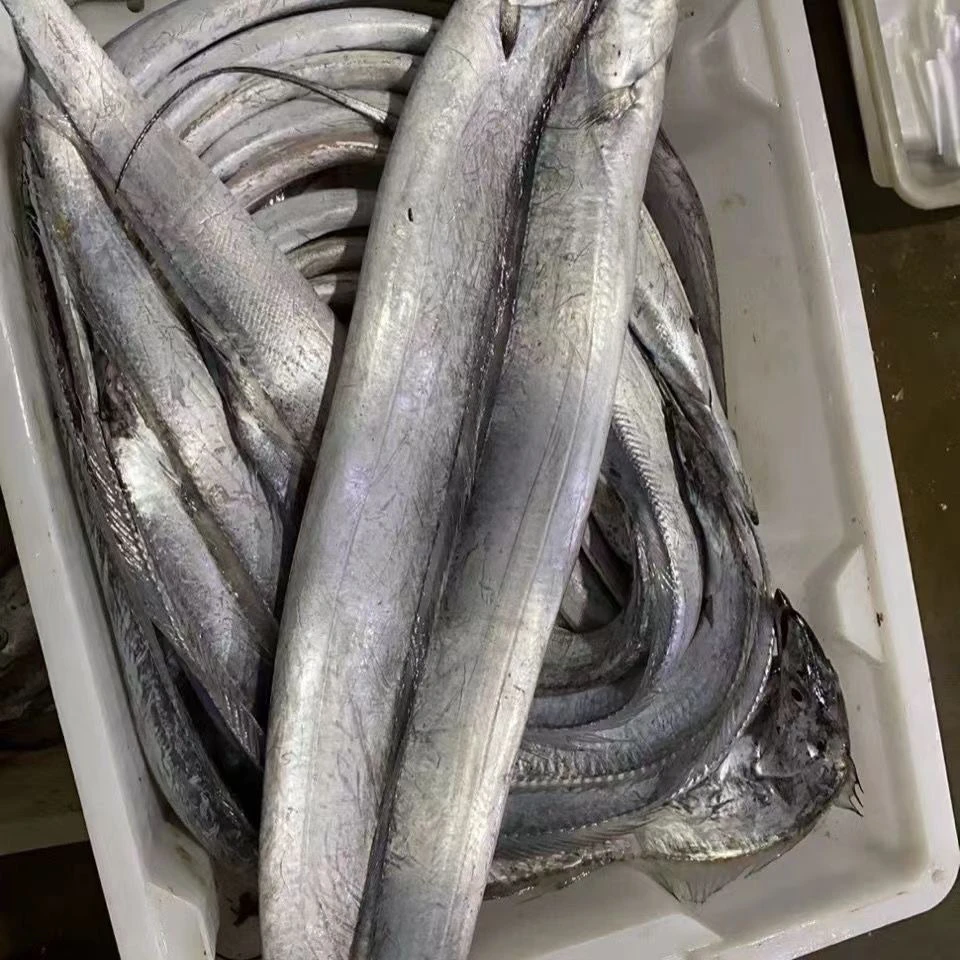 （本地钓带） 红烧糖醋大带鱼 熬着5-10斤装