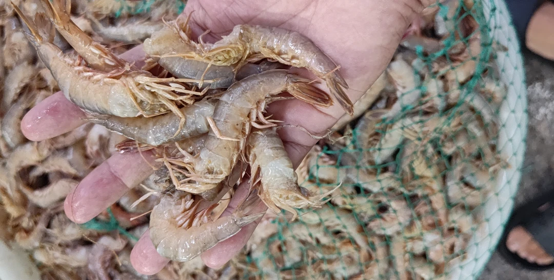 原味铁皮虾 不泡药 纯海捕 包邮