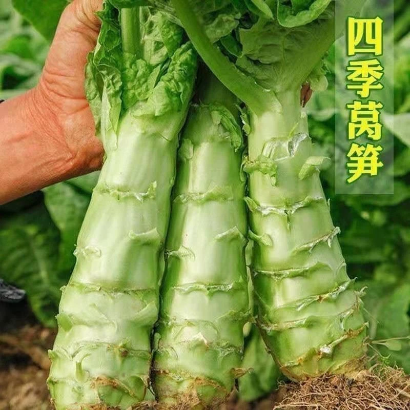 莴笋苗莴笋种子四季莴苣苗蔬菜种子蔬菜苗高产播种