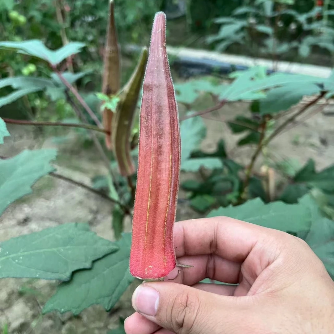 蔬菜种子秋葵苗籽红秋葵苗种子大棚盆栽蔬菜种蔬菜苗包邮