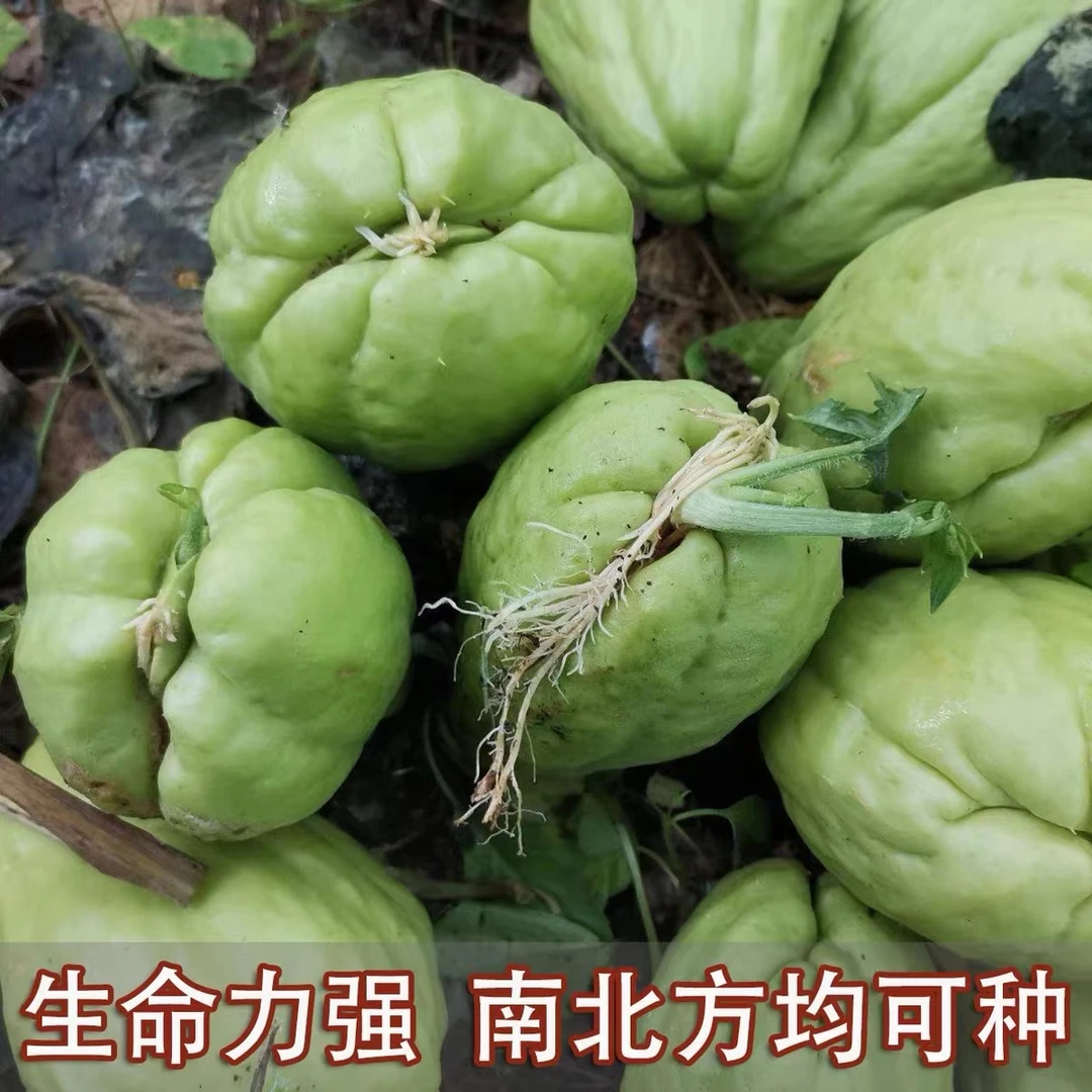 佛手瓜苗佛手瓜种子