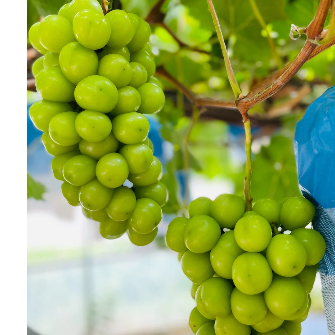 阳光玫瑰 一箱5斤左右