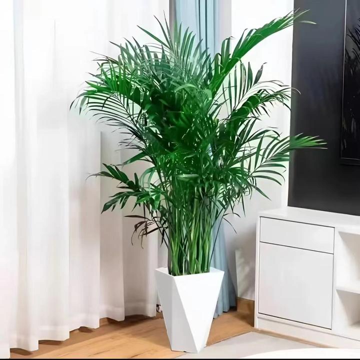 【1.1米-1.2米】富贵椰子袖珍室内室外客厅散尾葵大型绿植大颗落地