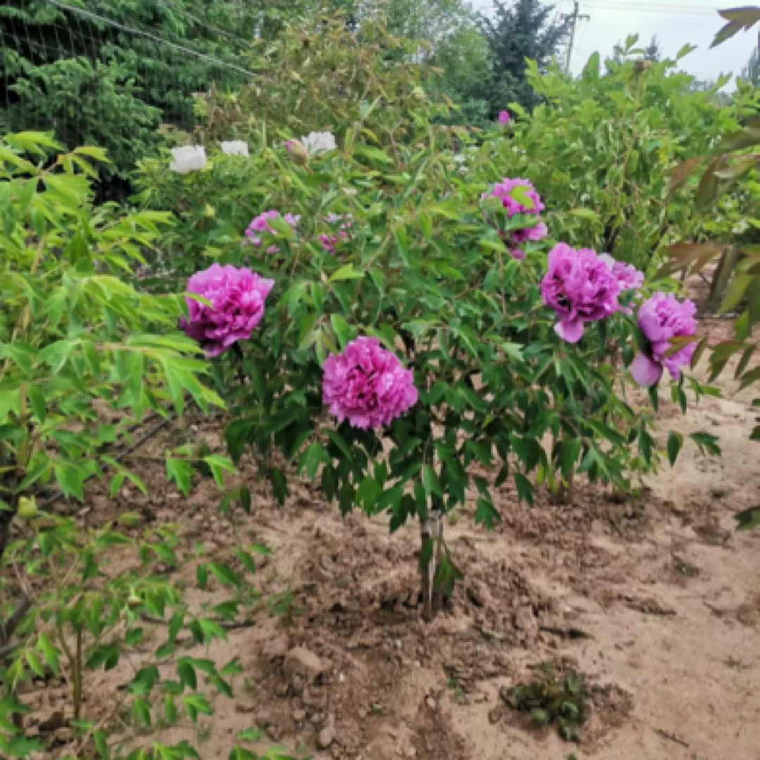 甘肃紫斑牡丹仙子