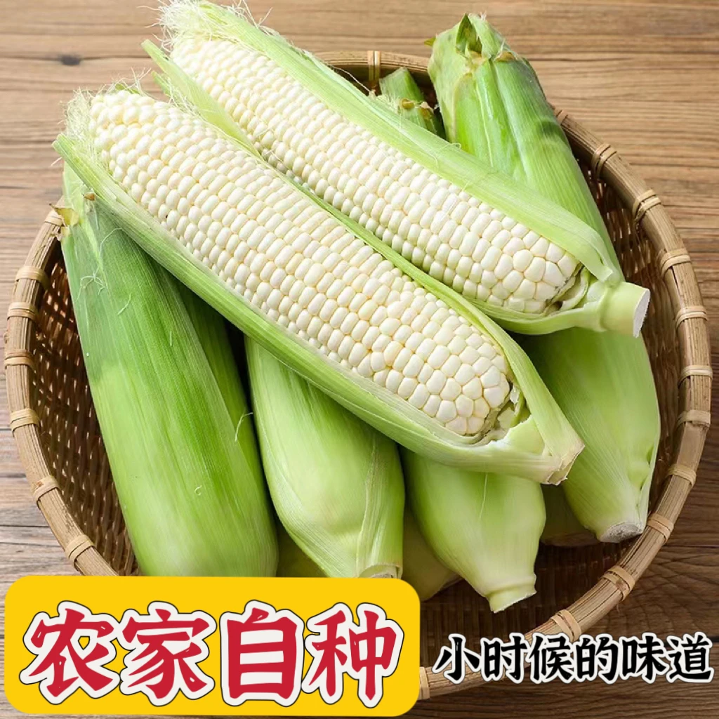 广西新鲜白糯玉米苞谷现摘现发5/8斤带叶