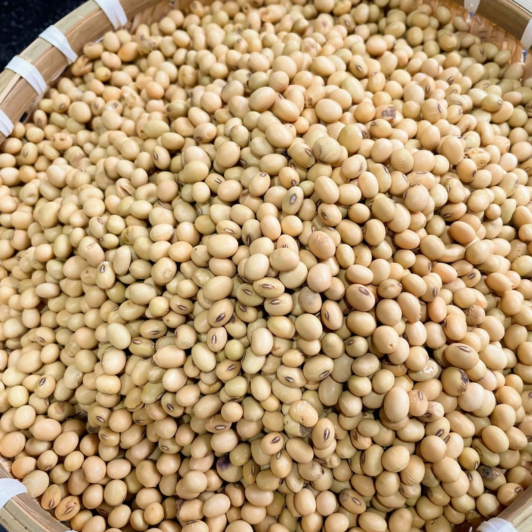 农家老品种留种种植2024年新黄豆  农家土黄豆 黑脐黄豆