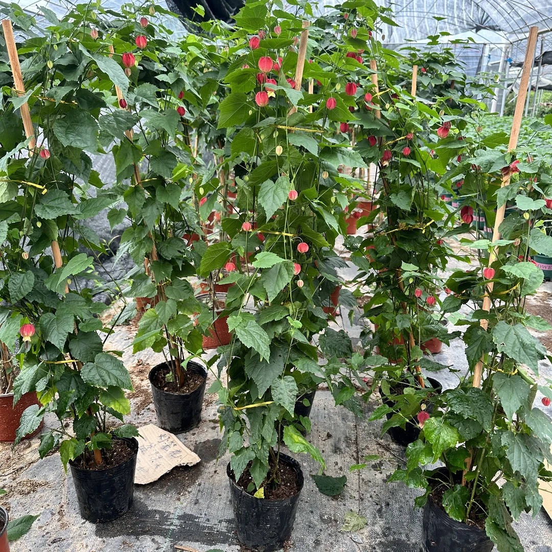 灯笼花苗藤本爬藤植物盆栽蔓性风铃花室内外庭院花卉绿植四季开花