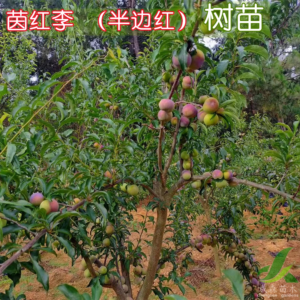 茵红李树苗嫁接半边红李子苗栽植树苗果树苗木四川李苗培育基地
