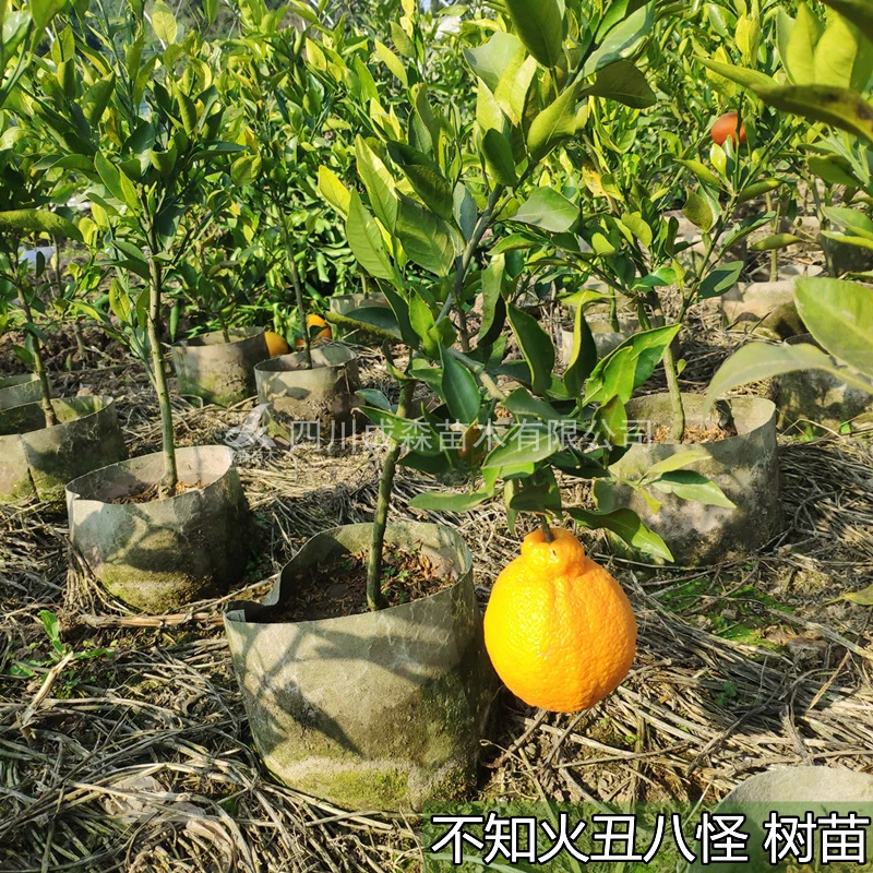 丑柑树苗不知火丑八怪柑橘苗嫁接果树果苗苗四川丑橘盆栽地栽柑桔