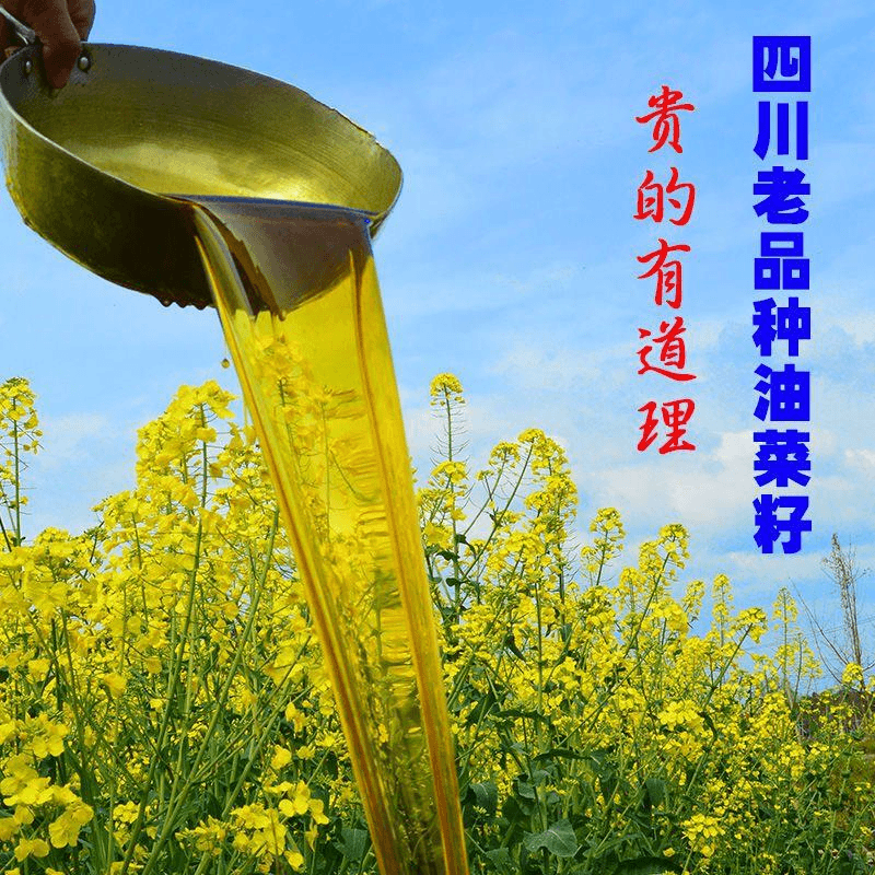 川老品种黄菜籽油农家自榨菜油非基因改造物理压榨食用油现榨新油