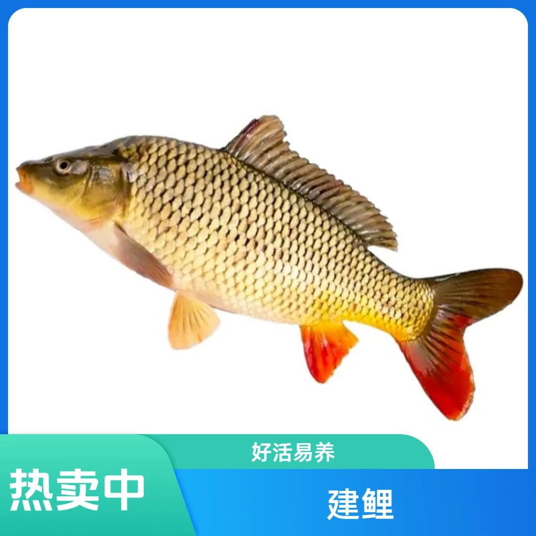 【活体】快大型鲤鱼建鲤淡水养殖宠物活体观赏鲤鱼批发鱼塘渔场发货