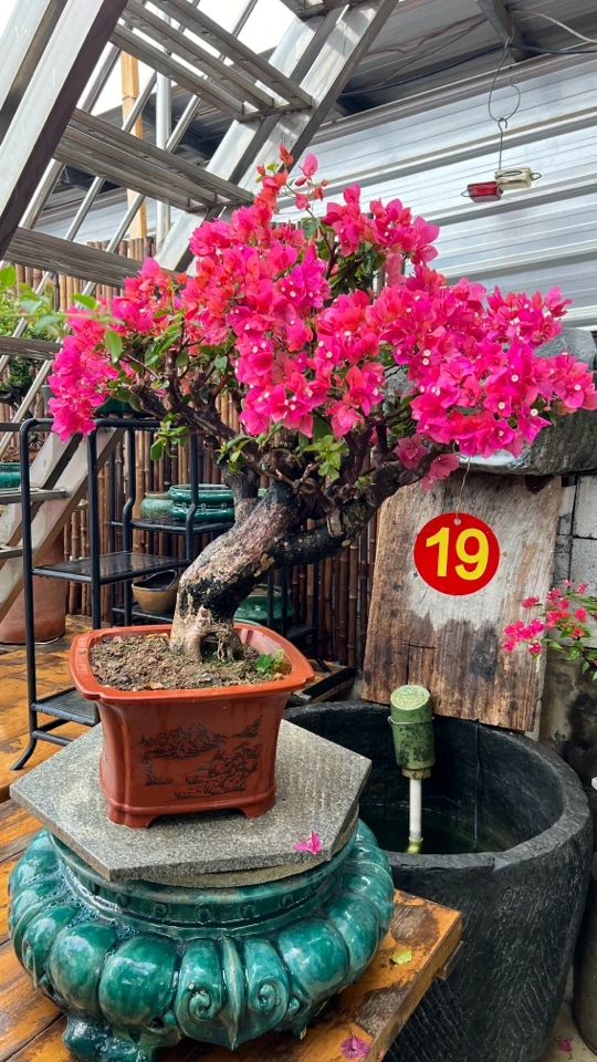 四季同安红三角梅年功桩岭南枝法