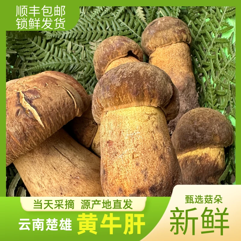 云南楚雄新鲜黄牛肝菌香根菌500g-1000g