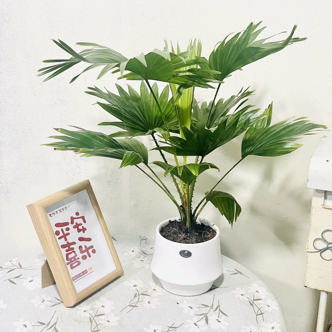 网红进口袖珍蒲葵侏儒圆叶蒲葵客厅盆栽阳台简约室内观叶客厅