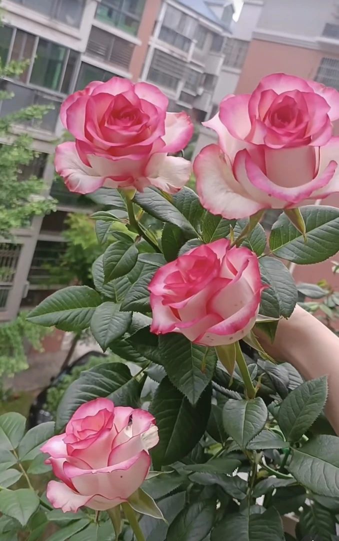 【艾莎】独颗大花复色带唇边晕染好养护抗病性强绿植月季盆栽