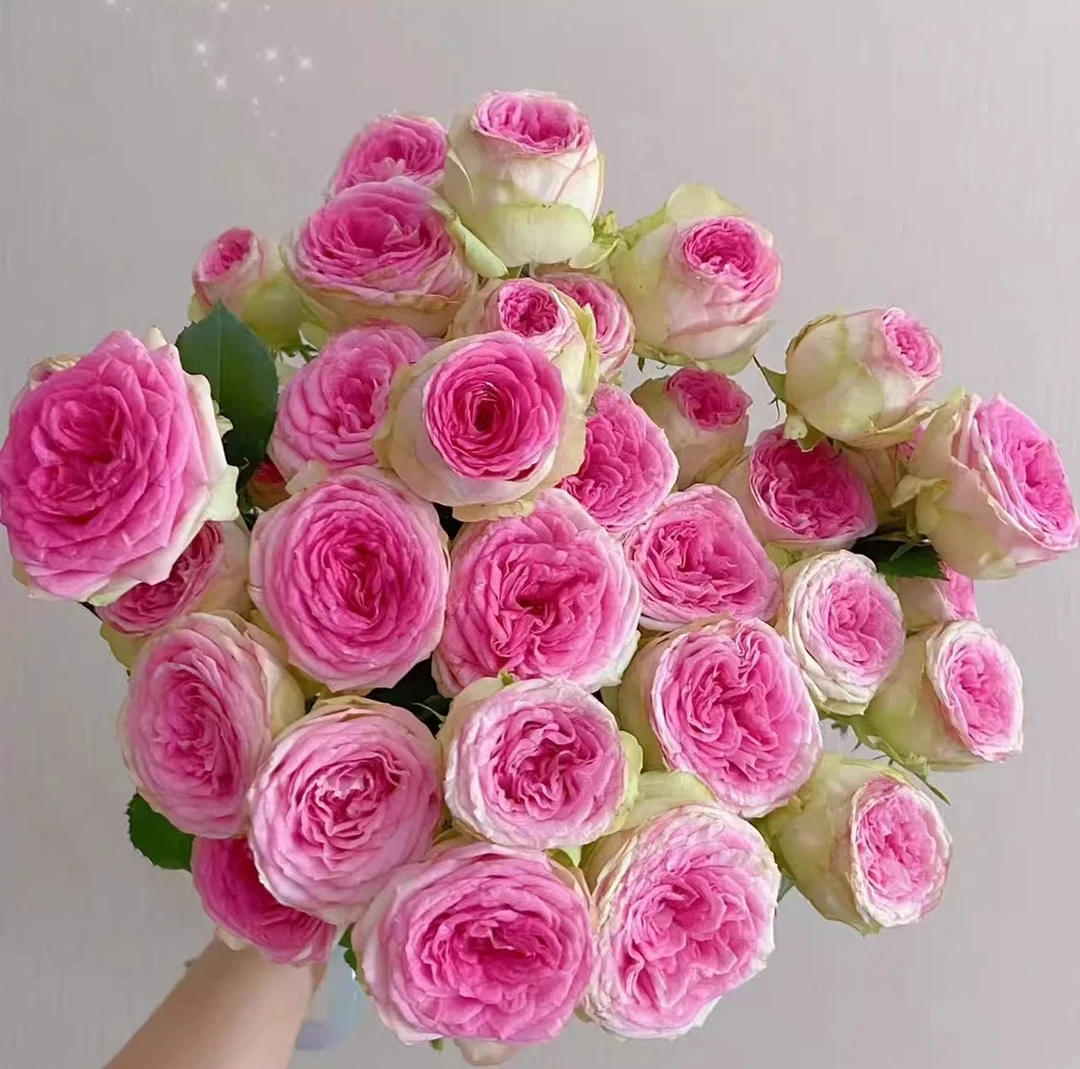 【冰淇淋】 月季花苗开花粉红玫瑰花室内阳台四季盆栽花卉绿植