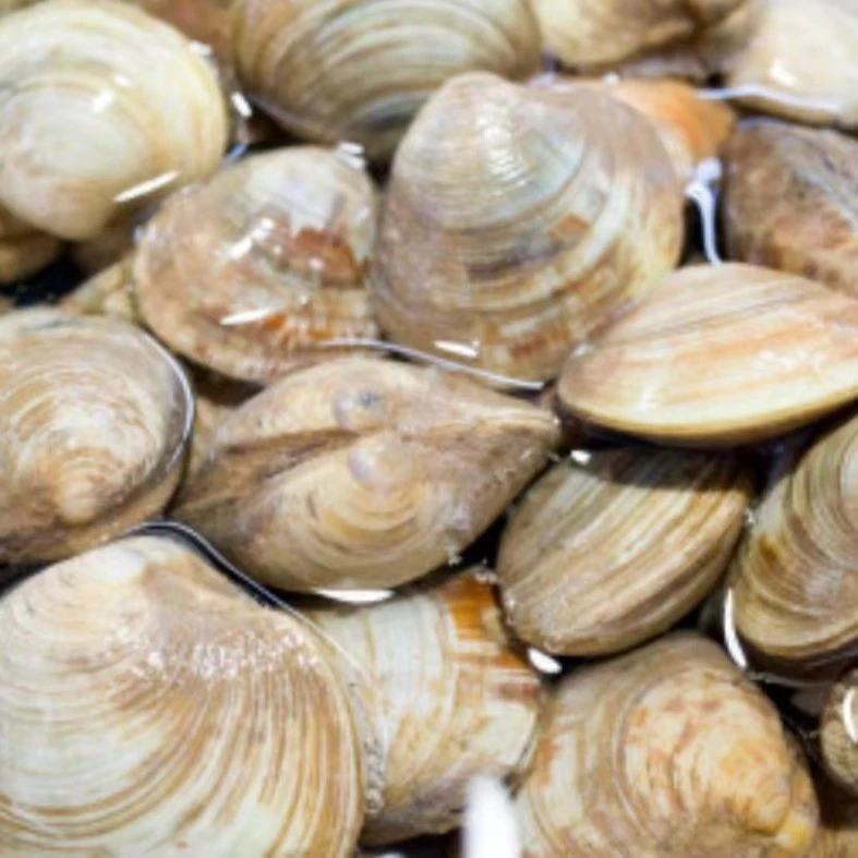 （鲜活）普通大花蛤一斤 个大 皮厚