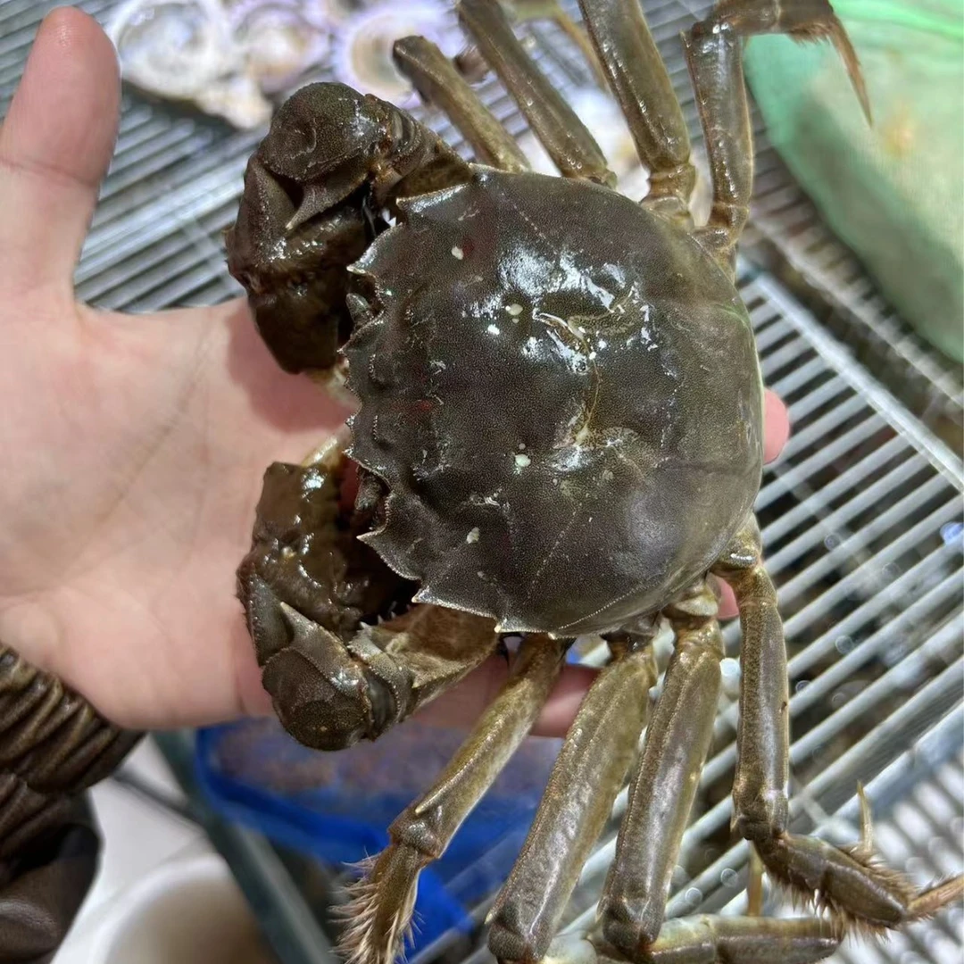 正宗江苏大闸蟹3两公蟹一只 约150g