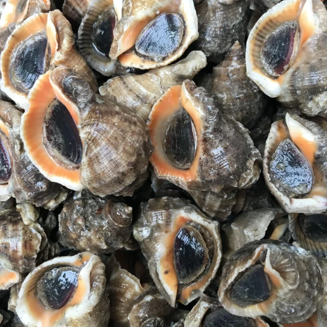 （鲜活）莱州小海螺 一斤（约8-12个）