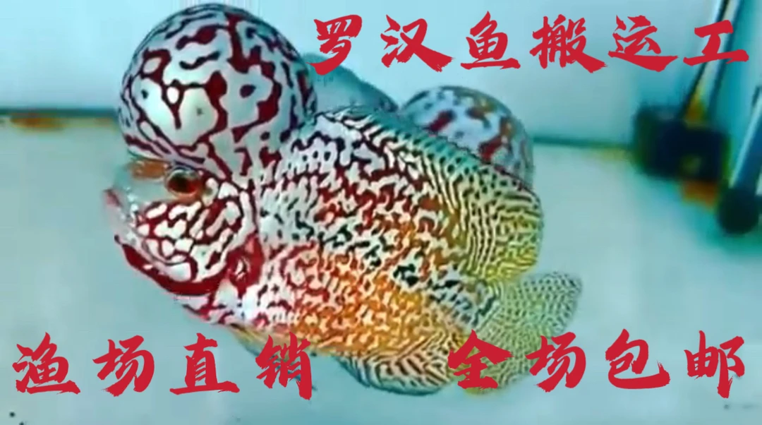 泰国罗汉鱼鸿运马骝金花火凤凰红德萨热带观赏鱼（私自拍下随机发）