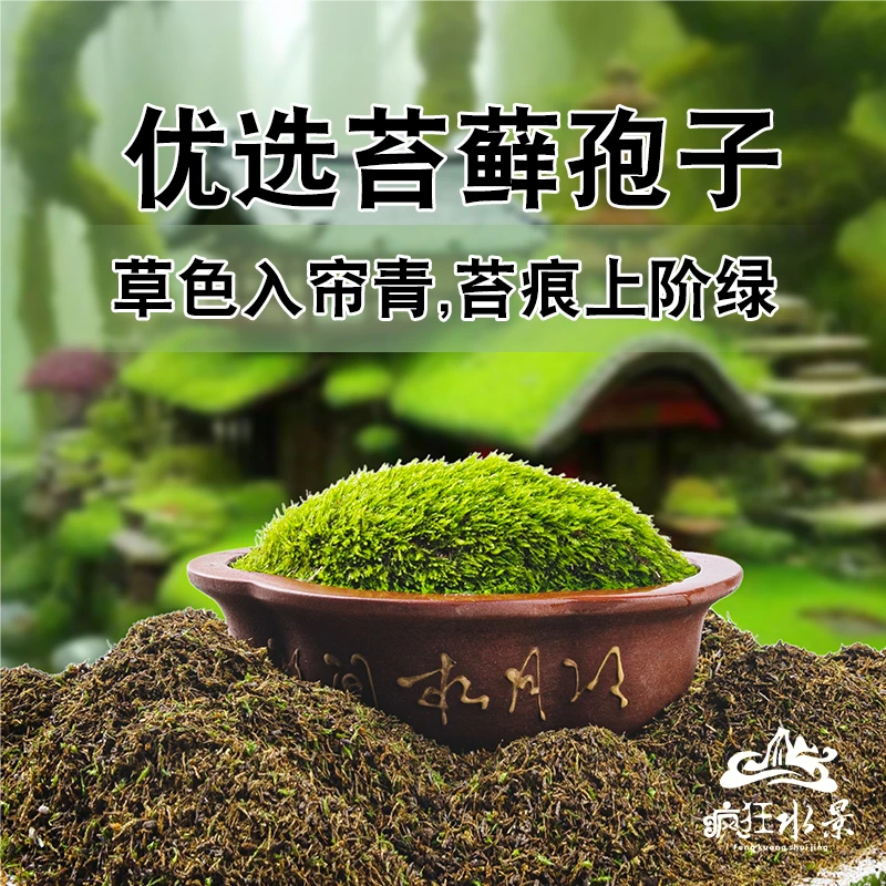 优选种子苔藓微景观孢子吸水石种植上水石盆景铺面青苔保湿水景草
