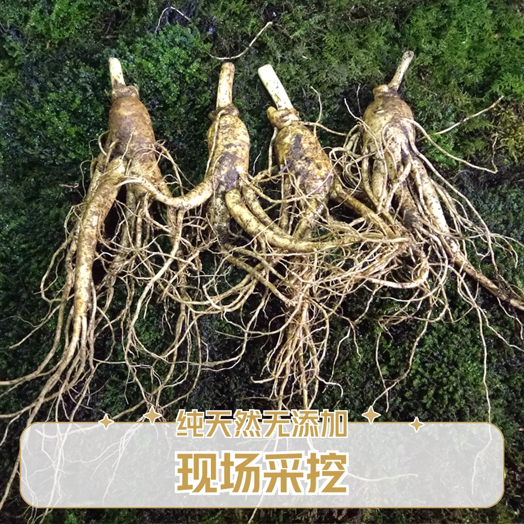 现场采挖大人参 新鲜人参 泡酒