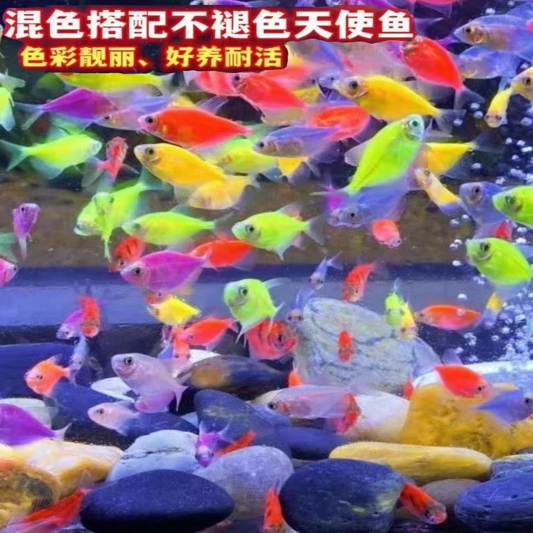【千人福利】七彩缤纷天使鱼小型热带观赏鱼好养耐活渔场直发包损
