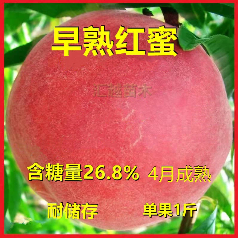 特大新品种嫁接桃树苗早熟桃树苗盆栽地栽南方北方果树苗冬桃树苗