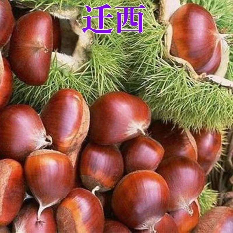 早熟燕山早丰板栗树苗嫁接河北迁西3113板栗苗耐寒建瓯锥栗栗子苗