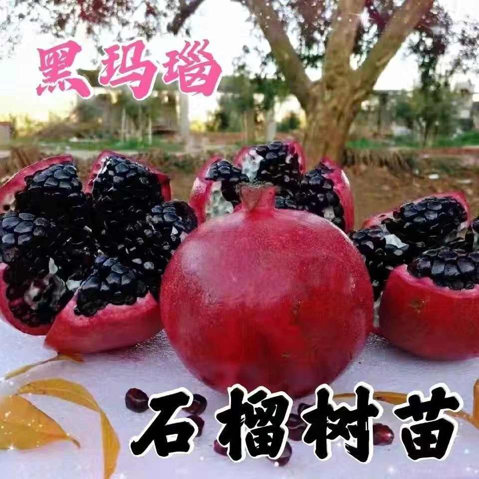 特大无籽黑玛瑙石榴树苗带土摘叶发货南北方耐寒石榴苗果树苗大全