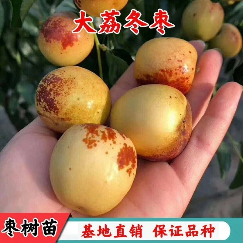 甜脆大荔冬枣树苗沾化枣树活苗特大嫁接枣树苗南北方种植当年结果