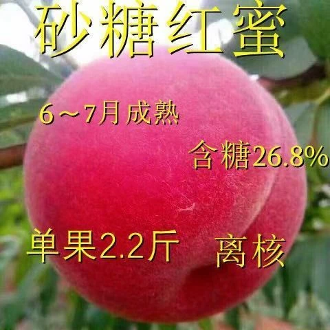 砂糖红蜜嫁接桃树苗新品种桃树树苗果树苗南北方种植特大超甜