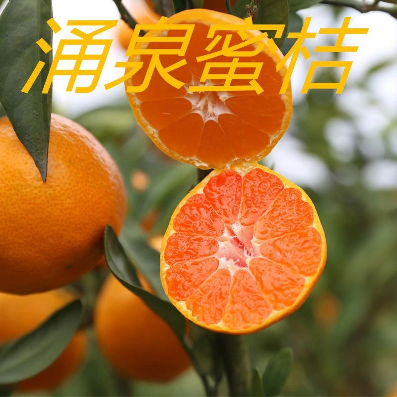 涌泉蜜桔苗正宗嫁接早熟无核红美人蜜桔果树苗南北方种植桔子树苗