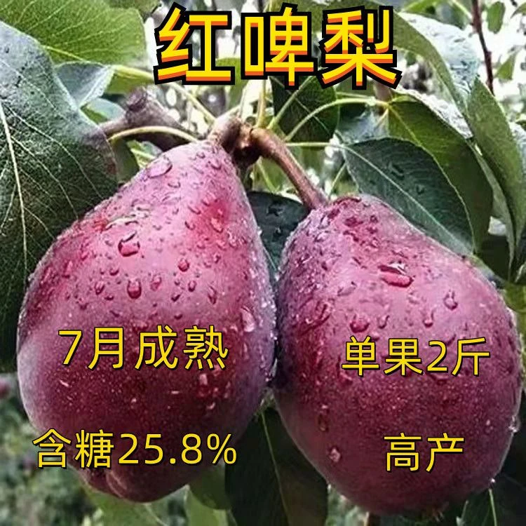 嫁接梨树苗新品种特大盆栽地载南方北方种植晚熟耐热抗寒脆甜梨苗