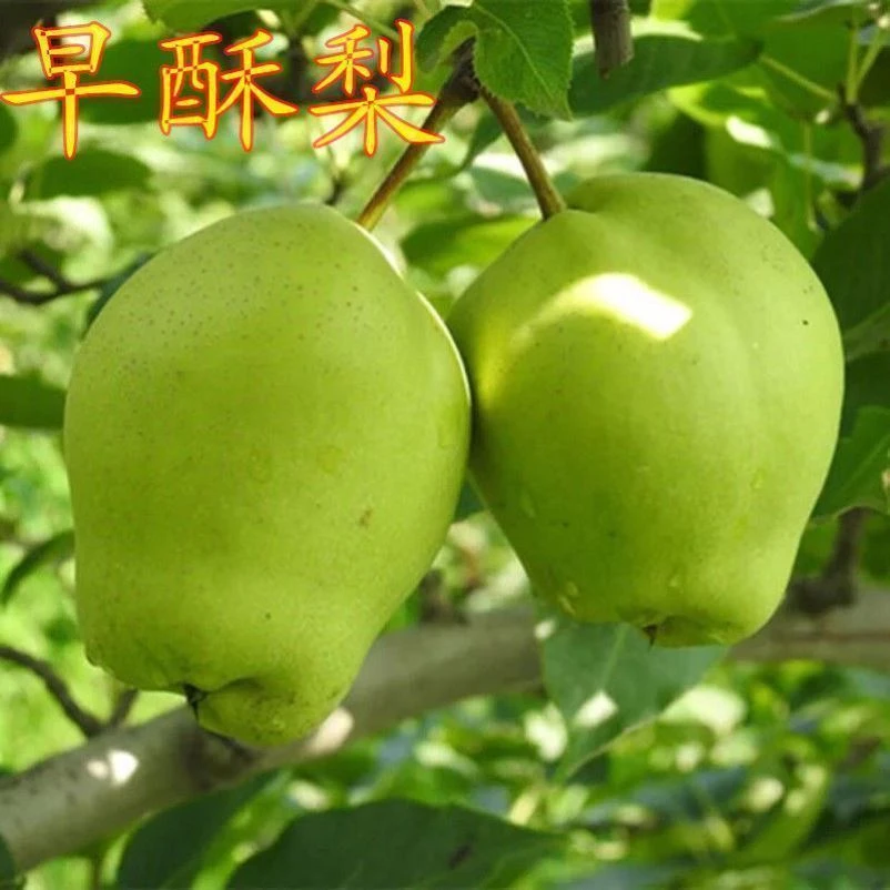 早酥梨树苗 早酥红梨苗青皮酥梨肉细脆多汁 味甜香嫁接梨树树苗