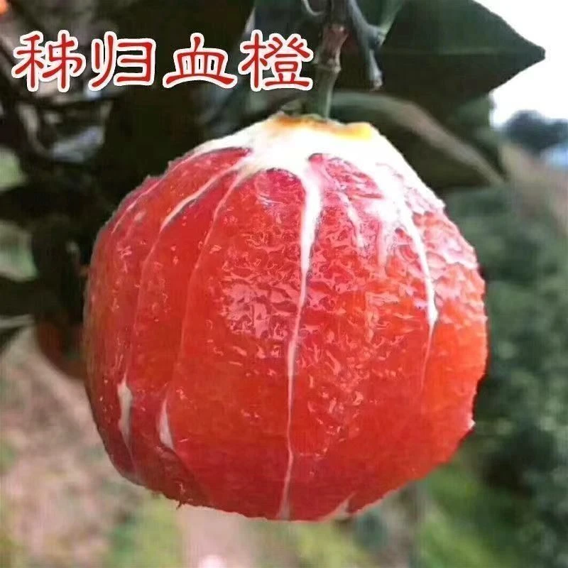 秭归血橙苗 中华红血橙树苗 橙子树苗嫁接苗红肉【新疆西藏专链】