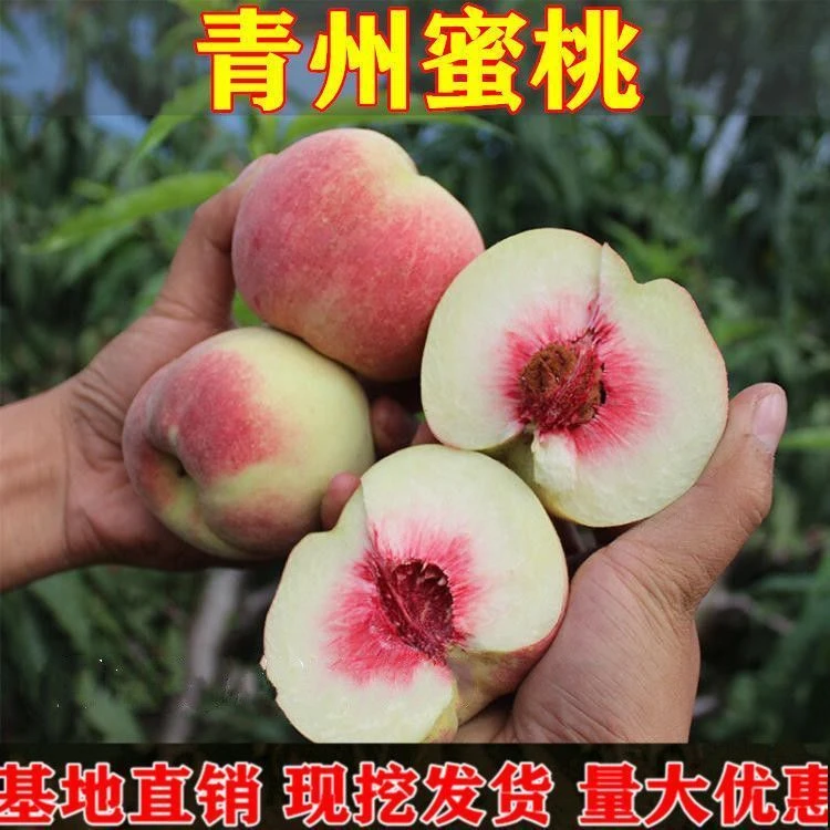 晚熟桃树苗 青州蜜桃树苗 冬雪蜜桃苗 嫁接桃苗南北方种植果树苗