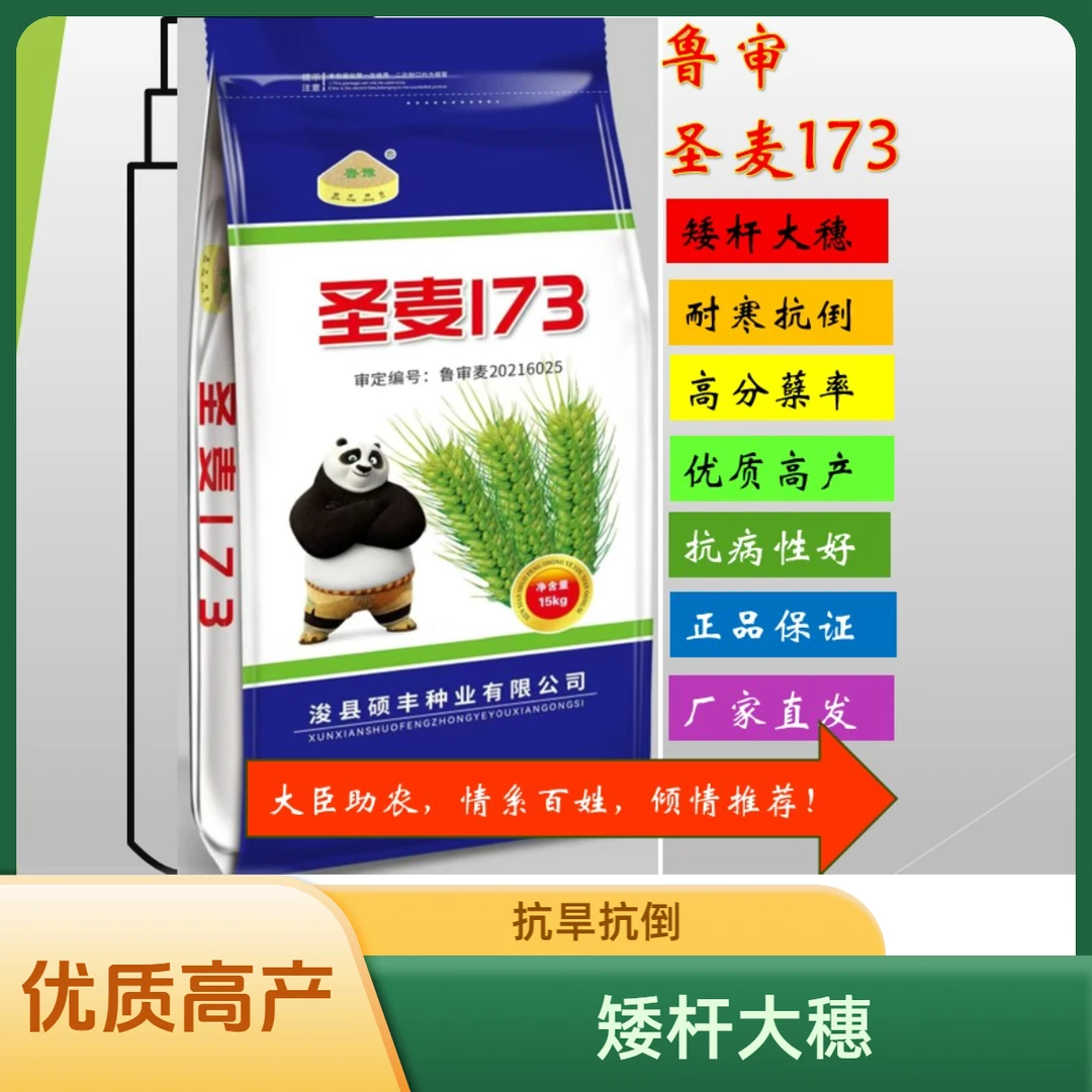 鲁审麦种 圣麦173优质高产抗旱抗倒耐寒种植种业