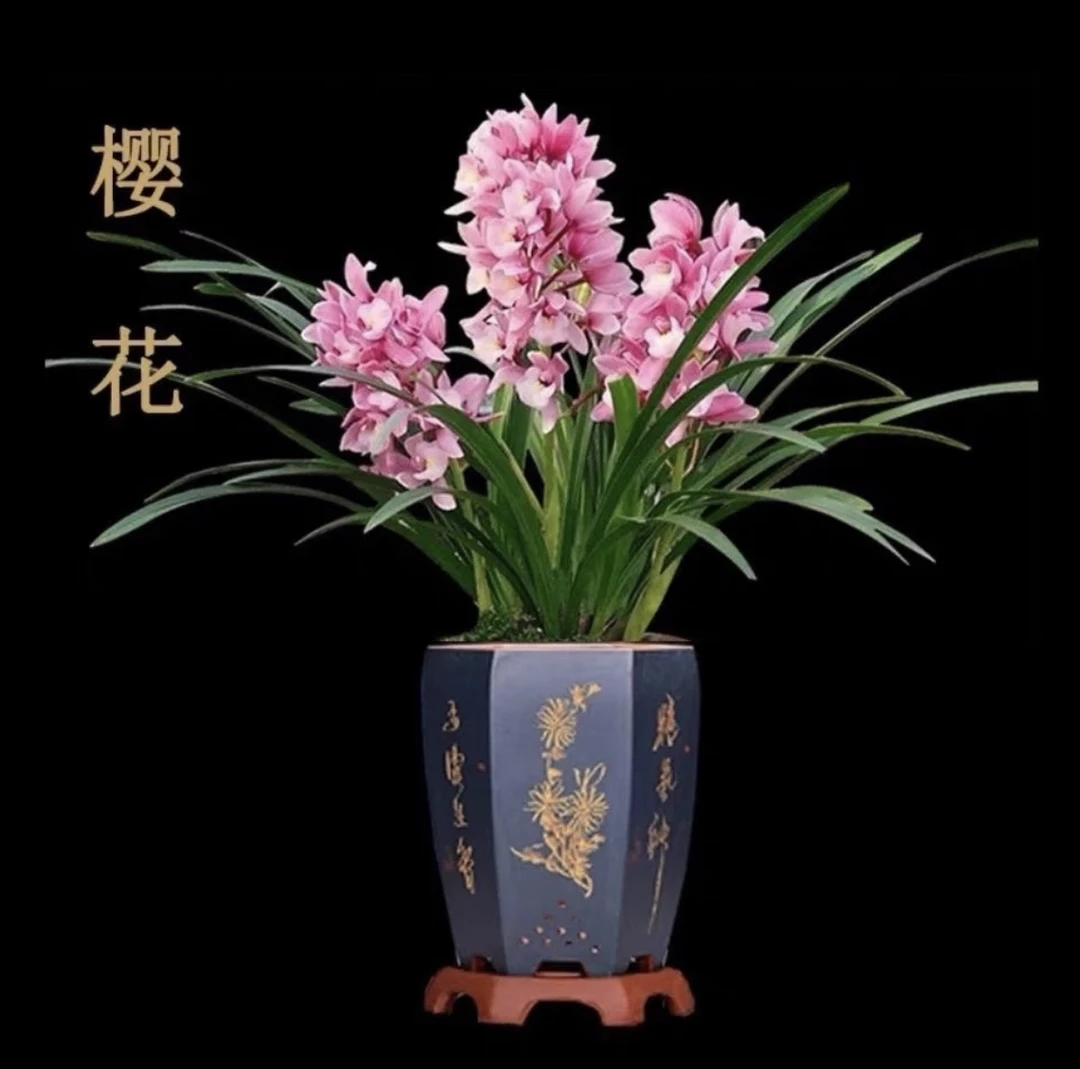 【浪漫樱花】粉色精品国兰  好养易活 春节前后开花 清香型多种种植