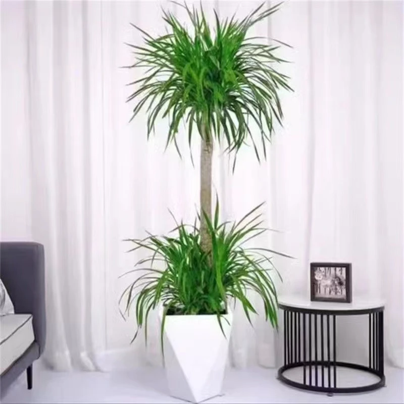 双层龙血树大型盆栽室内办公室四季常青网红北欧绿植吸甲醛