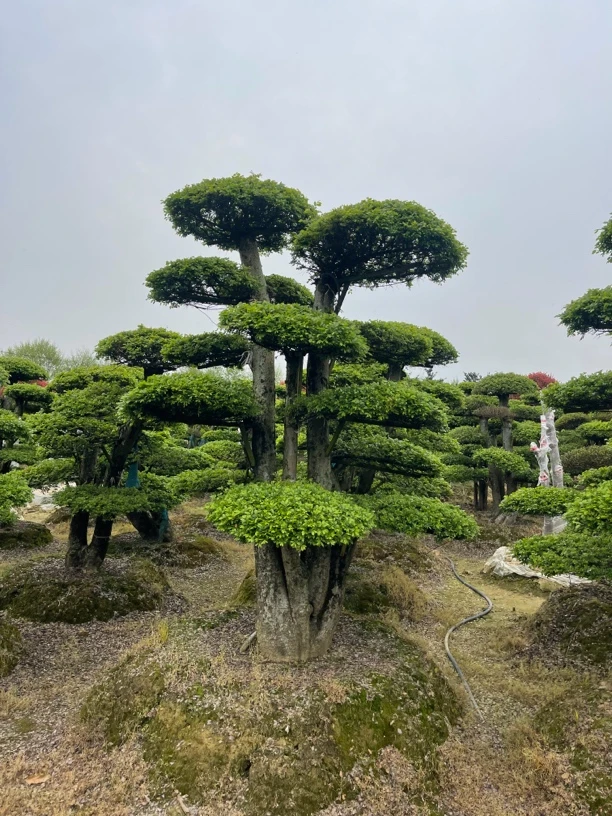 小叶金钱榆 耐寒耐旱耐高温零下四十度年年有榆年年有余钱