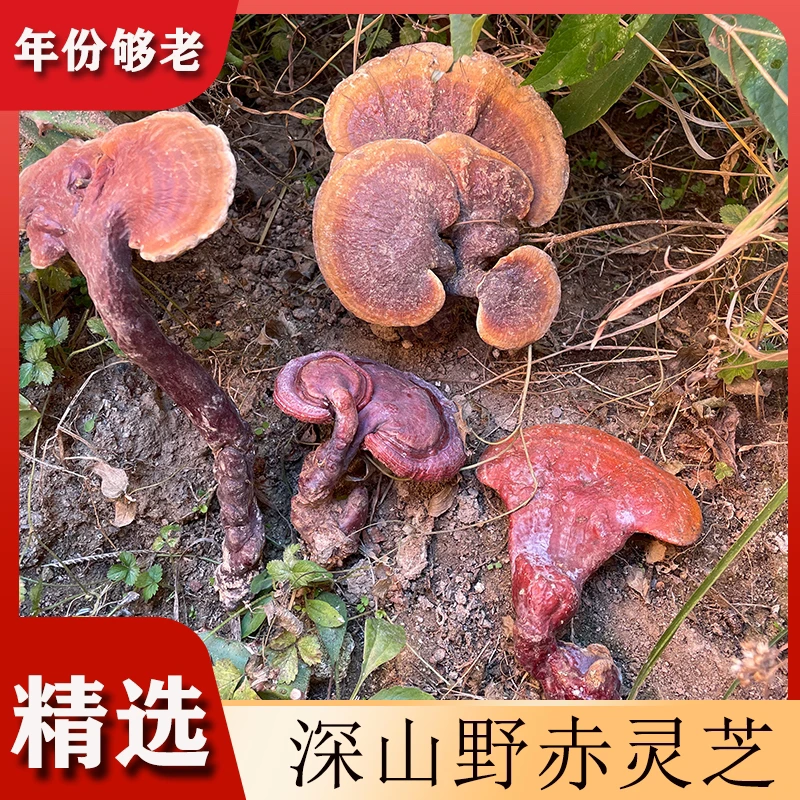 云南山货野生赤灵芝 泡水煮汤 食用煲汤泡酒泡茶
