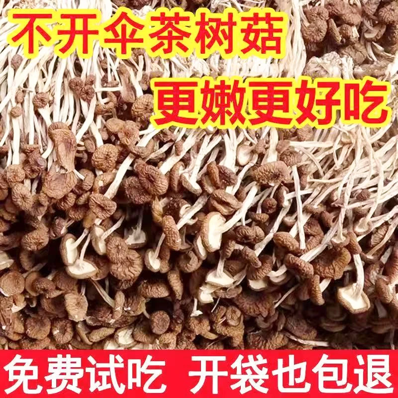 茶树菇干货500g 农家特产食用菌不开伞茶树菇今年新货散装菌菇20g