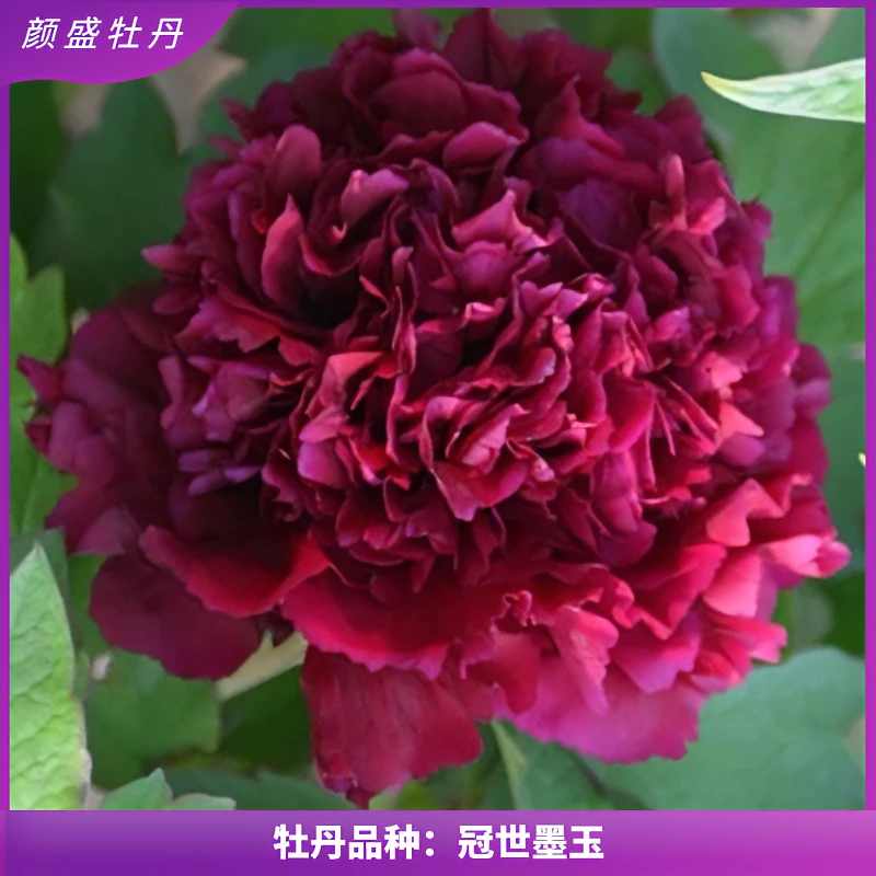 黑色系【冠世墨玉】黑牡丹重瓣牡丹花苗盆栽阳台植物耐寒花卉裸根发