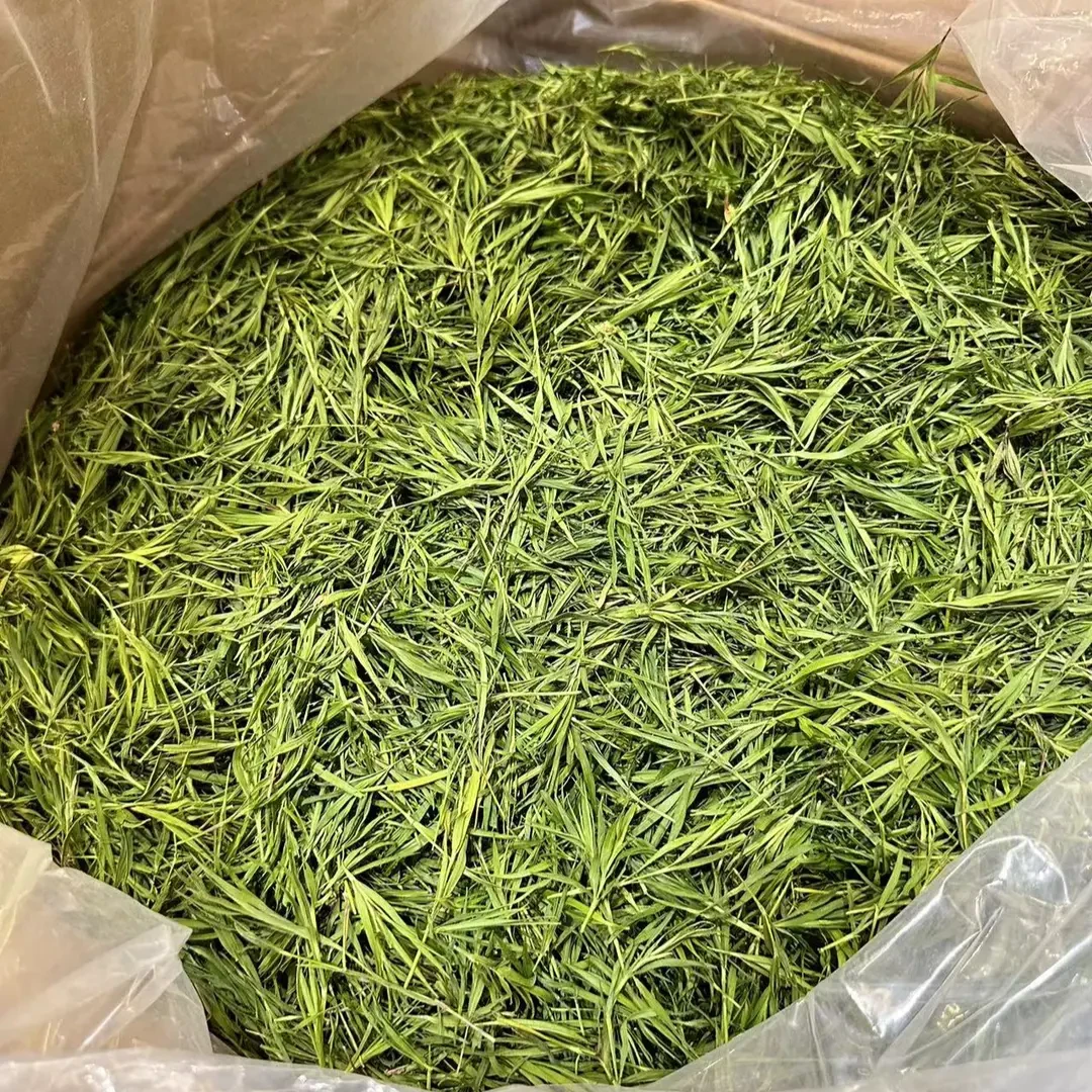 新鲜竹叶嫩芽正宗崂山手工石竹新鲜竹叶泡水茶香清新干茶冲泡清爽