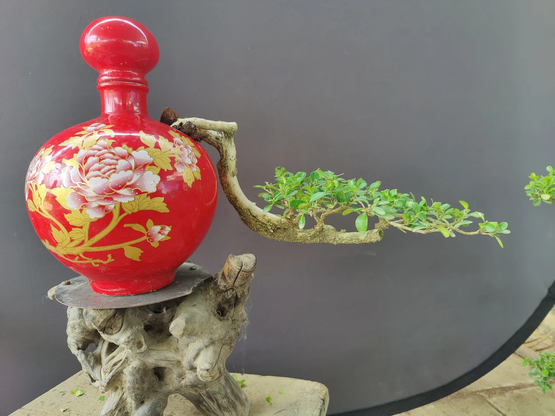 黄杨盆景直播间一物一拍