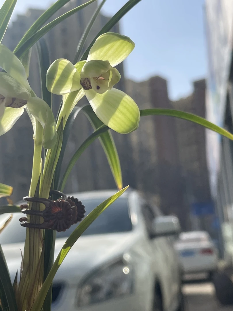 原生种宋梅自养10年，引自浙江丁老